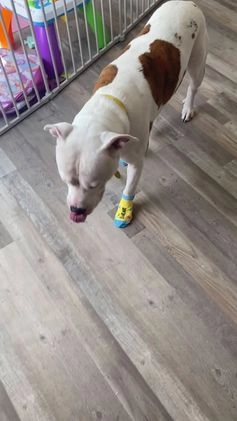 American Staffordshire Terrier dogs for stud: American staff puppies - Video 1