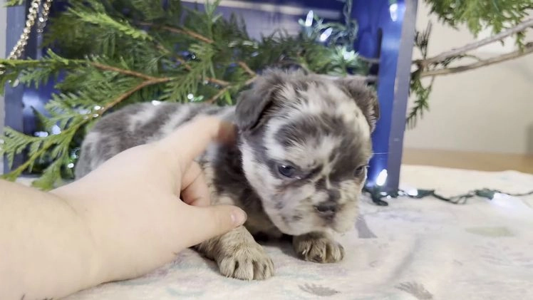 French Bulldog dogs for sale: Delilah - Video 1