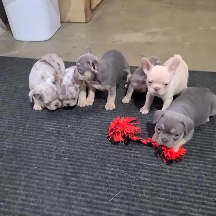 French Bulldog dogs for sale: Waylon - Video 1