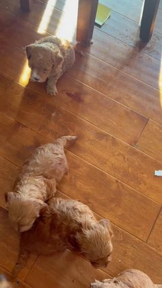 Mixed Breed dogs for sale: Mixed Breed litter of 6 puppies - Video 1