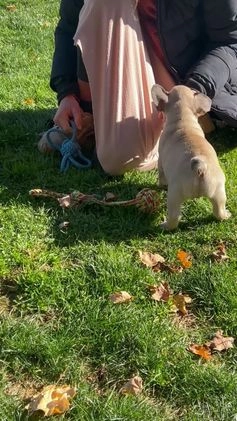 French Bulldog dogs for sale: Niko - Video 1