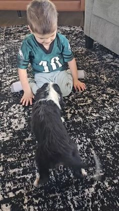 Mini Bernedoodle dogs for sale: Ivy - Video 2