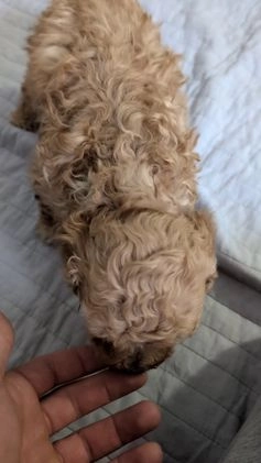 Miniature Poodle dogs for sale: Zeus - Video 1