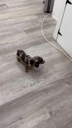 Miniature Dachshund dogs for sale: Snickers - Video 5