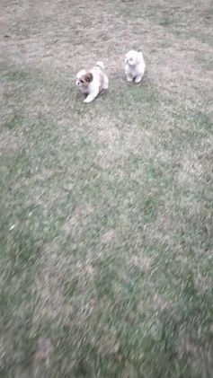 Shih Tzu dogs for sale: Sasha - Video 1