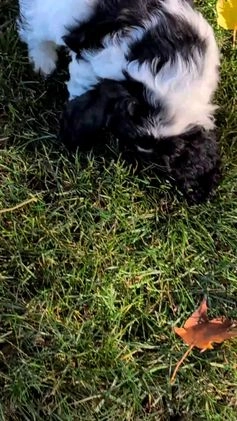 Cocker Spaniel dogs for sale: Rocco - Video 6