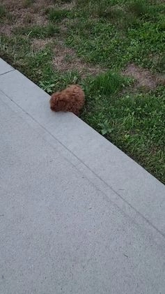 Toy Poodle dogs for sale: Bella - Video 2