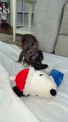 Cocker Spaniel dogs for sale: Maggie - Video 1