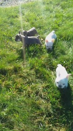 French Bulldog dogs for sale: Ava  - Video 1